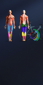 Image showing the muscles that get activated when cycling or using CicloZone, an indoor cycling app, with bicyle in background