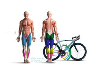 Muscles that get activated when cycling or using CicloZone, an indoor cycling app, with bicycle in the background